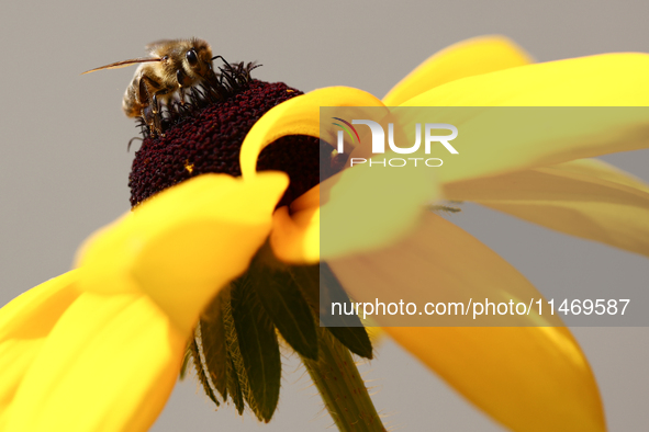 A honey bee is seen at a flower in a garden in southern Poland on August 11, 2024. 