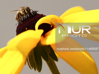 A honey bee is seen at a flower in a garden in southern Poland on August 11, 2024. (