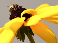 A honey bee is seen at a flower in a garden in southern Poland on August 11, 2024. (