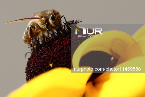 A honey bee is seen at a flower in a garden in southern Poland on August 11, 2024. 