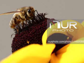 A honey bee is seen at a flower in a garden in southern Poland on August 11, 2024. (