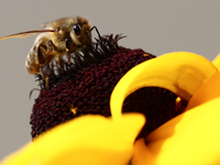 A honey bee is seen at a flower in a garden in southern Poland on August 11, 2024. (