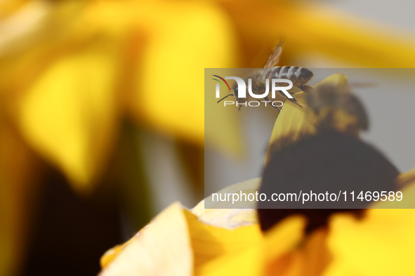 A honey bee is seen at a flower in a garden in southern Poland on August 11, 2024. 