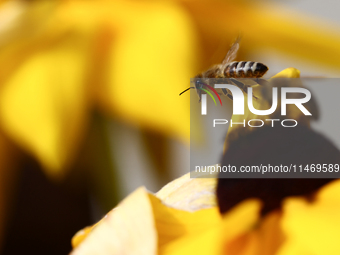 A honey bee is seen at a flower in a garden in southern Poland on August 11, 2024. (