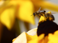 A honey bee is seen at a flower in a garden in southern Poland on August 11, 2024. (