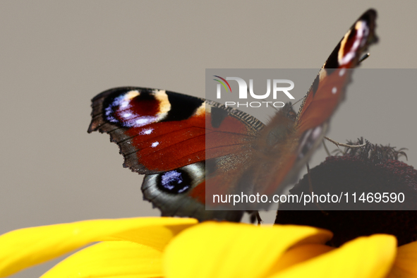 A butterfly is seen at a flower in southern Poland on August 11, 2024. 