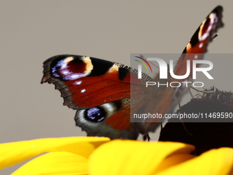 A butterfly is seen at a flower in southern Poland on August 11, 2024. (