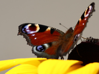 A butterfly is seen at a flower in southern Poland on August 11, 2024. (