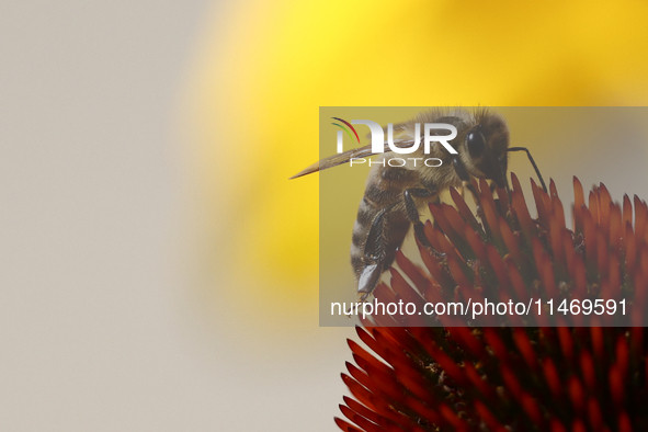 A honey bee is seen at a flower in a garden in southern Poland on August 11, 2024. 