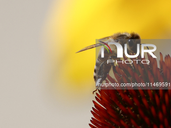 A honey bee is seen at a flower in a garden in southern Poland on August 11, 2024. (