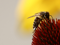 A honey bee is seen at a flower in a garden in southern Poland on August 11, 2024. (