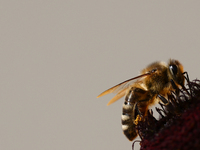 A honey bee is seen at a flower in a garden in southern Poland on August 11, 2024. (