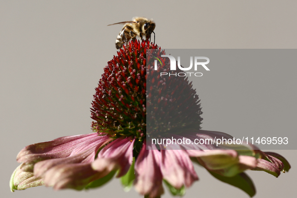 A honey bee is seen at a flower in a garden in southern Poland on August 11, 2024. 