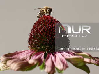 A honey bee is seen at a flower in a garden in southern Poland on August 11, 2024. (