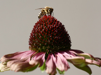 A honey bee is seen at a flower in a garden in southern Poland on August 11, 2024. (