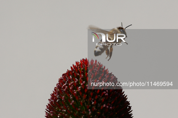 A honey bee is seen at a flower in a garden in southern Poland on August 11, 2024. 