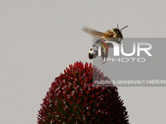 A honey bee is seen at a flower in a garden in southern Poland on August 11, 2024. (