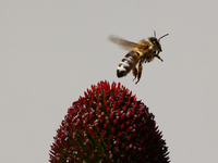 A honey bee is seen at a flower in a garden in southern Poland on August 11, 2024. (