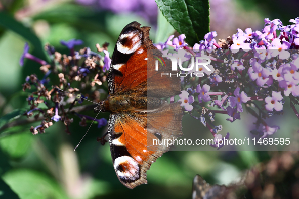 A butterfly is seen at a flower in southern Poland on August 11, 2024. 