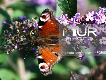 A butterfly is seen at a flower in southern Poland on August 11, 2024. (