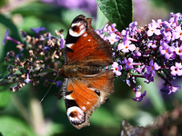 A butterfly is seen at a flower in southern Poland on August 11, 2024. (