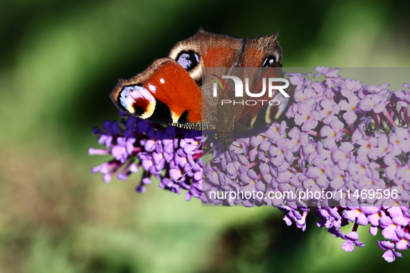 A butterfly is seen at a flower in southern Poland on August 11, 2024. 