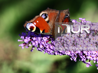 A butterfly is seen at a flower in southern Poland on August 11, 2024. (