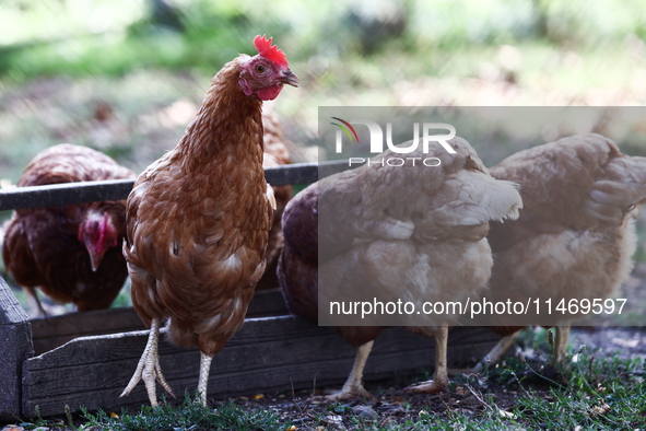 Domestic hens are seen in southern Poland on August 11, 2024. 