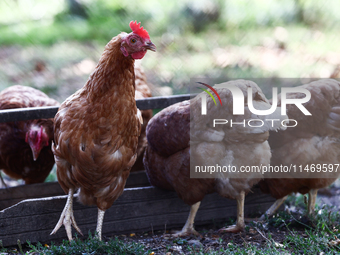 Domestic hens are seen in southern Poland on August 11, 2024. (