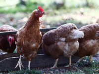 Domestic hens are seen in southern Poland on August 11, 2024. (