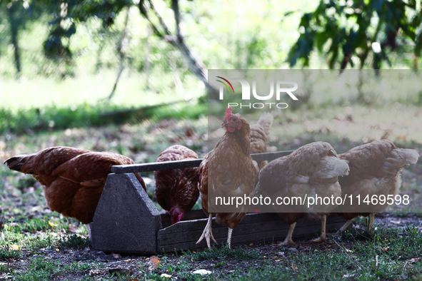 Domestic hens are seen in southern Poland on August 11, 2024. 