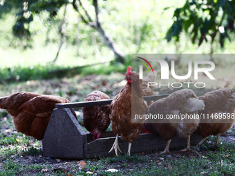 Domestic hens are seen in southern Poland on August 11, 2024. (