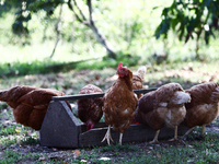 Domestic hens are seen in southern Poland on August 11, 2024. (