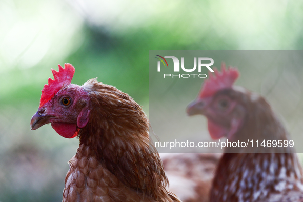 Domestic hens are seen in southern Poland on August 11, 2024. 