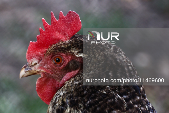 Domestic hen is seen in southern Poland on August 11, 2024. 