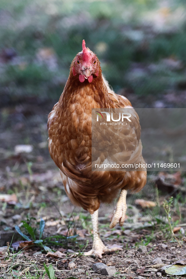 Domestic hen is seen in southern Poland on August 11, 2024. 