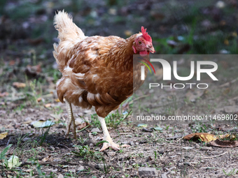 Domestic hen is seen in southern Poland on August 11, 2024. (