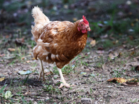 Domestic hen is seen in southern Poland on August 11, 2024. (