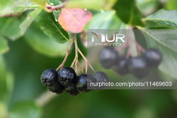 A chokeberry are seen on a tree in a garden in southern Poland on August 11, 2024. 