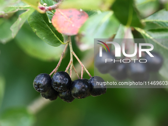 A chokeberry are seen on a tree in a garden in southern Poland on August 11, 2024. (