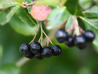 A chokeberry are seen on a tree in a garden in southern Poland on August 11, 2024. (