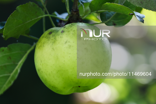 Apple is seen on a tree in a garden in southern Poland on August 11, 2024. 