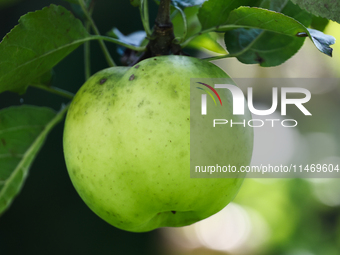 Apple is seen on a tree in a garden in southern Poland on August 11, 2024. (