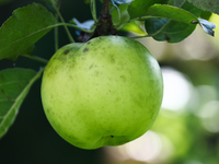 Apple is seen on a tree in a garden in southern Poland on August 11, 2024. (