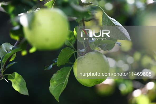 Apples are seen on a tree in a garden in southern Poland on August 11, 2024. 