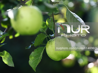 Apples are seen on a tree in a garden in southern Poland on August 11, 2024. (