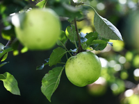 Apples are seen on a tree in a garden in southern Poland on August 11, 2024. (