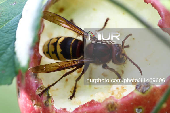 A hornet is seen on an apple in a garden in southern Poland on August 11, 2024. 