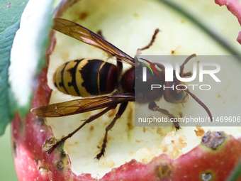 A hornet is seen on an apple in a garden in southern Poland on August 11, 2024. (