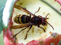 A hornet is seen on an apple in a garden in southern Poland on August 11, 2024. (